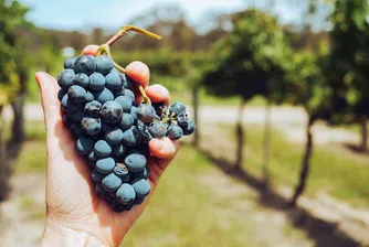 Археолози откриха най-старата преса за вино в света