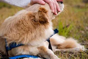 Куче чака с дни стопанина си пред болница