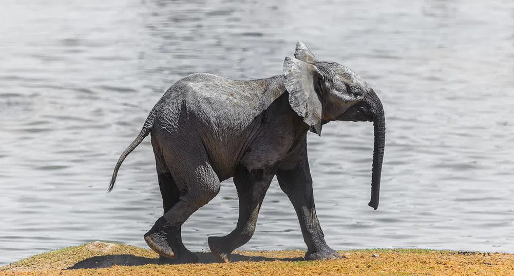 Рядък бял слон се роди в Мианмар