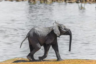 Рядък бял слон се роди в Мианмар