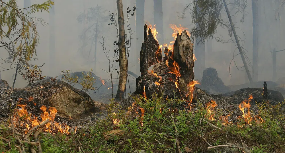 Горските пожари по света се разрастват с рекордни темпове