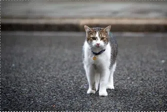 Главният ловец на мишки в британския кабинет отбеляза 10 години служба