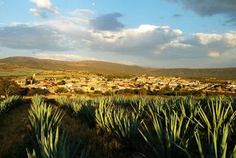 Вековната традиция на текилата - от полето до световните пазари