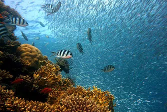 Мистериозни желеподобни балони откриха край бреговете на Норвегия