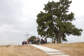 350-годишен дъб ще представя България в конкурс за дърво на годината