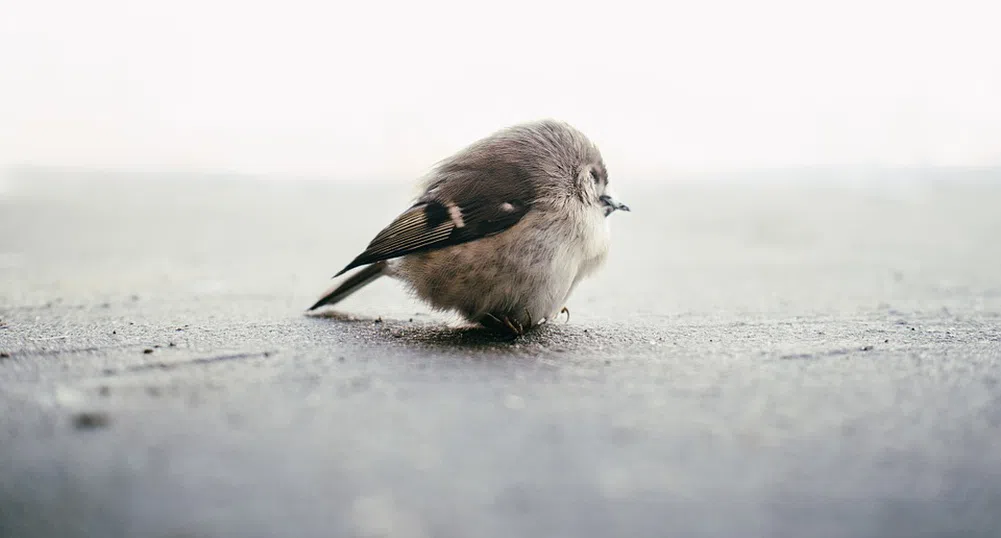 Знаете ли колко врабчета има по света?