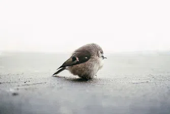 Знаете ли колко врабчета има по света?