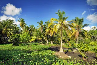 Най-големият плантатор на маслодайни палми търси ръст в чужбина