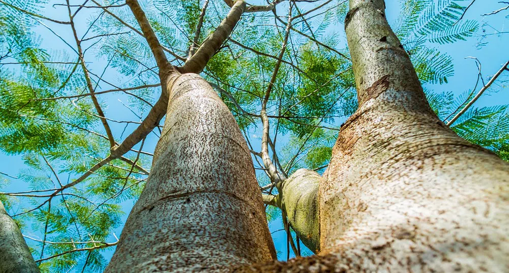 Голямо дърво падна в пешеходната част на столичния булевард Витоша