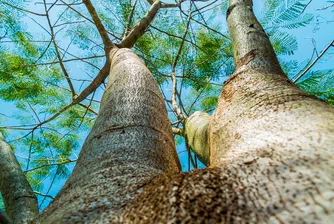 Голямо дърво падна в пешеходната част на столичния булевард Витоша