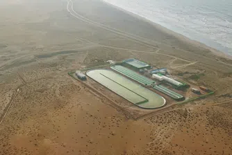 Отглежданетo на водорасли в Сахара може да е решение на климатичната криза