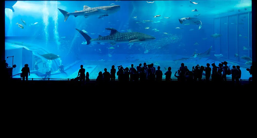 Аквариум прие за валиден билет почти 40 години след издаването му