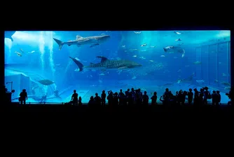 Аквариум прие за валиден билет почти 40 години след издаването му