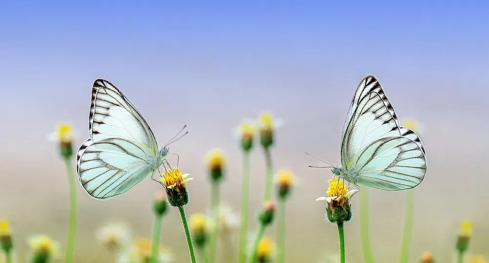 Какво време ни очаква през уикенда?
