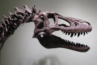 Продават останки от тиранозавър рекс в eBay