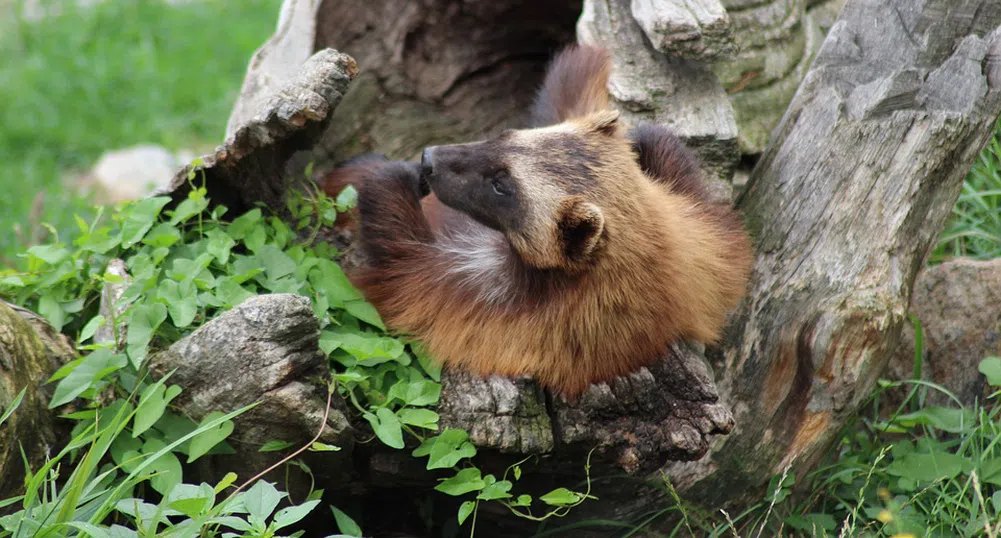Рядко животно заснеха в Йелоустоун (снимки)