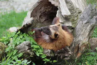 Рядко животно заснеха в Йелоустоун (снимки)