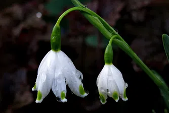 Пролетта идва днес в 18.15 ч.