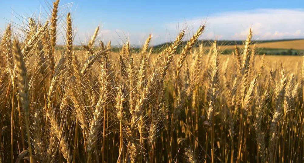 Цената на нивите в Добруджа счупи всички рекорди