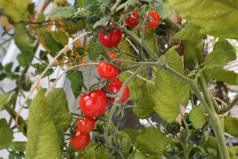 Мини зеленчуците - хит по време на пандемията