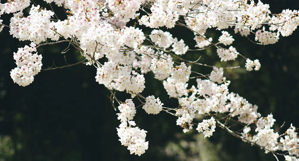 Слънце и високи градуси в събота, дъжд и застудяване в неделя
