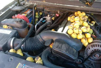 Катерица напълни пикап със 70 килограма орехи