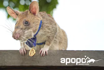 Почина известният плъх-миночистач Магава