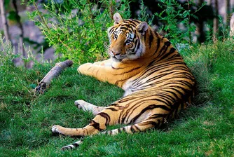 Заловиха издирван от 20 години бракониер, убил десетки бенгалски тигри