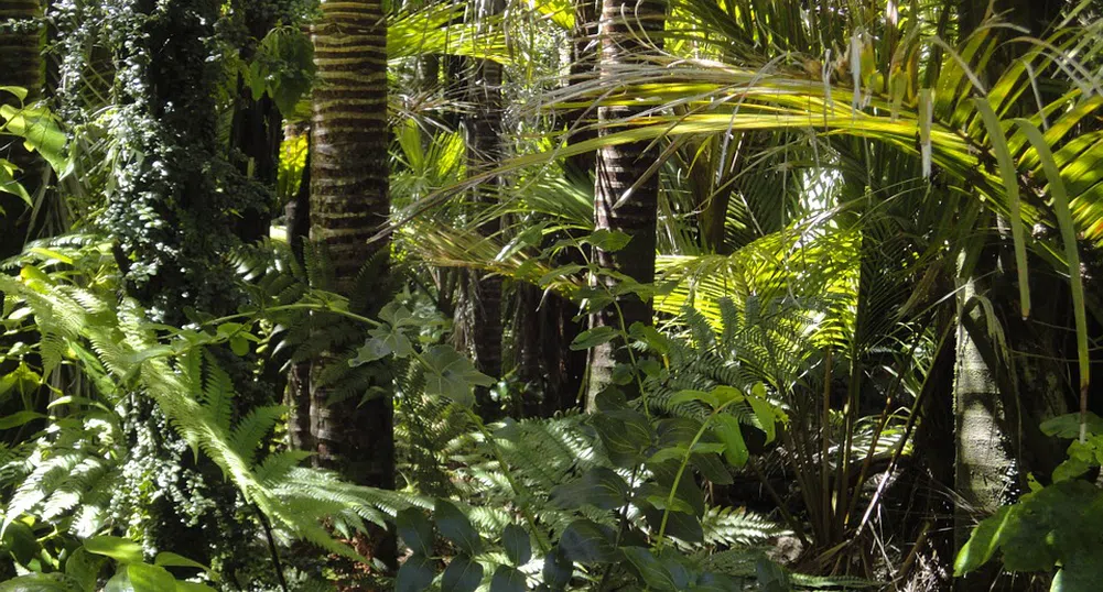 Обитателите на Амазония живели устойчиво в продължение на 5 000 години