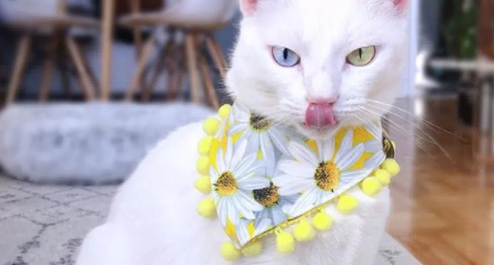 Котка с различни очи и повече пръсти се превърна в хит в Instagram (снимки)