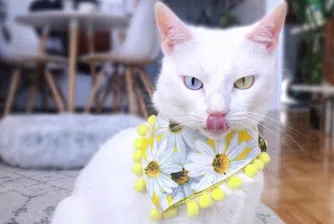 Котка с различни очи и повече пръсти се превърна в хит в Instagram (снимки)