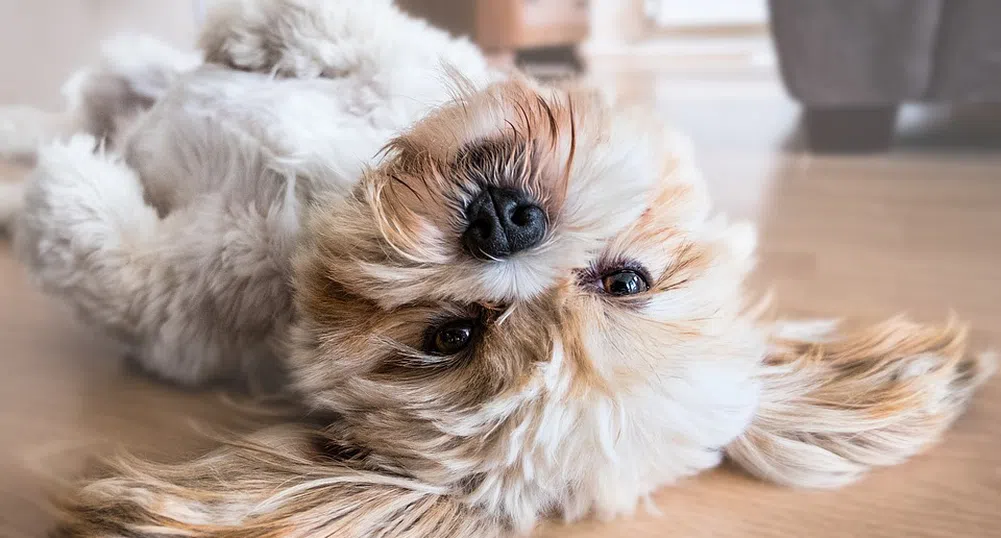 За какви психологически проблеми говори хаосът у дома?