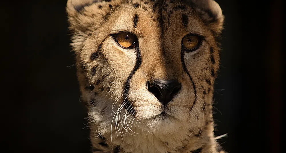 Най-рядката дива котка в света се появи отново след изчезване