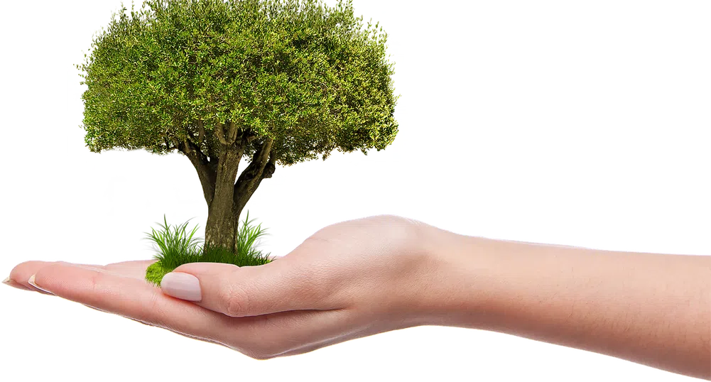 Над 80 000 млади фиданки вече растат в Новата гора на София