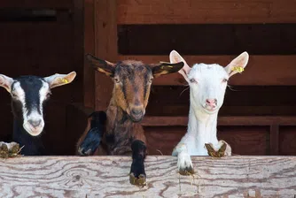 200 кози превзеха град в Калифорния (видео)