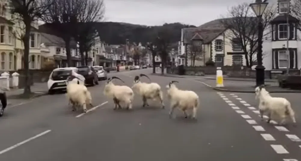 Стадо диви кози превзе опустял заради пандемията град