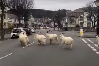 Стадо диви кози превзе опустял заради пандемията град