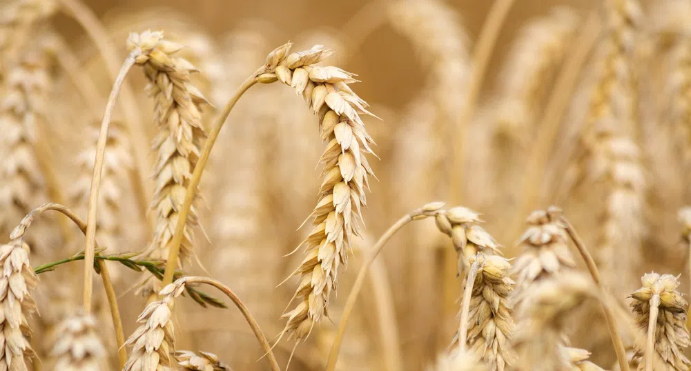 Над 7 милиона тона пшеница са ожънати в България през лятото