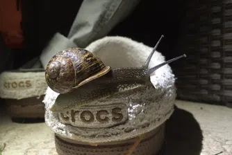 Crocs се борят за живота си