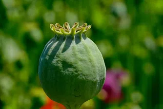 Мексико обмисля легализацията на опиума за медицински цели