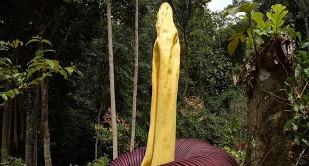 Най-голямото цвете в света цъфна с аромат на мърша (видео)