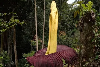 Най-голямото цвете в света цъфна с аромат на мърша (видео)