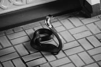 Освободиха кобра, която се бе заклещила в кутийка от бира (видео)