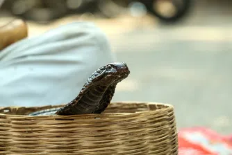 Доживотен затвор за индиец, убил съпругата си с кобра