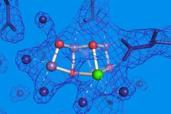 Учени хвърлиха нова светлина върху процеса на фотосинтеза