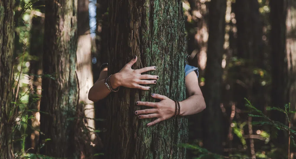 70 британки се омъжиха за дървета, за да ги спасят от отсичане