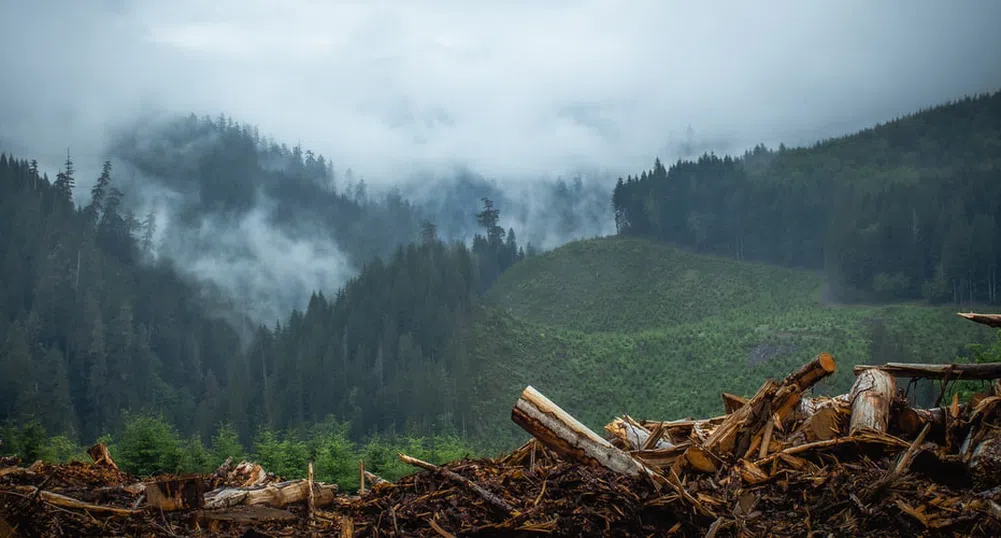 Рекорден брой екоактивисти убити по света през миналата година