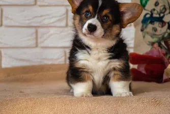 Това са идеалните породи кучета за отглеждане в града