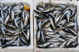 Рибен пазар в центъра на София предлага пресни морски дарове