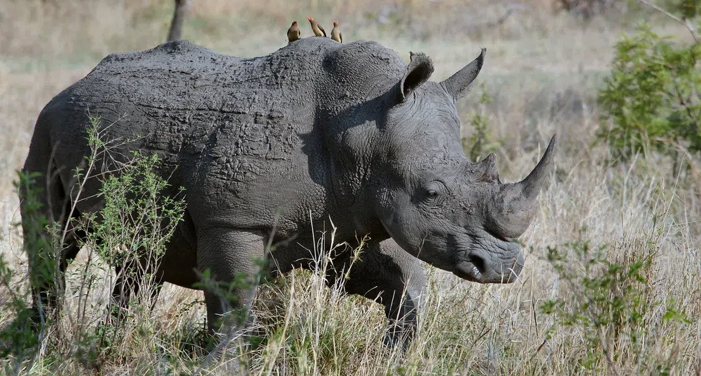 Откриха нов вид древен носорог - по-тежък от 4 слона и по-висок от жираф